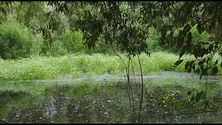 Listen to the sounds of nature before bed to help you relax. Mysterious atmosphere on a forest lake.