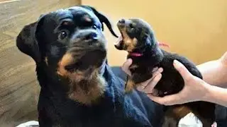 When Your Dogs Go On A Rampage!! 🐶Funny and Cute Dog Videos 2023