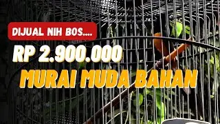 🔴 Murai pastol bahan ngopi bos... ‼️🤭