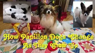 How Papillon Dogs Change As They Grow Up