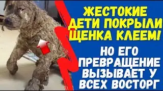 Жестокие ДЕТИ Облили ЩЕНКА КЛЕЕМ, Но Его Превращение Вызывает У Всех Восторг. Спасение собаки