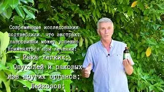 Настойка лавровишни – улучшает иммунитет, успокаивает, борется с опухолями. Обьясняет Гарбузов Г. А.