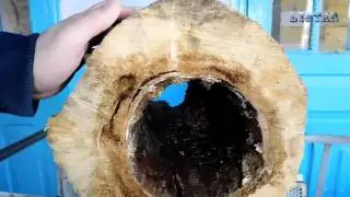 колодное бортевое пчеловодство пасека мед улей пчелы