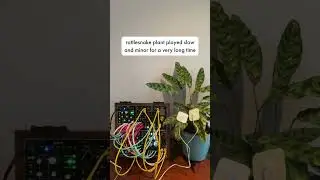 Plants play synth. Each one is so different!