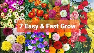 7 Flower Plants Easy And Fast Grow From Seeds| How to flower plant from seeds #dahlias #zinnia #ice