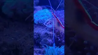 A Shrimp Eating a Shrimp
