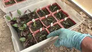 Tomato Seed Start Easy and Reliable Germination