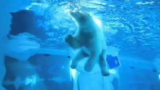 Urso polar - Detroit Zoo
