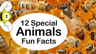 12 Special Fun Facts About Animals (Unique Facts)