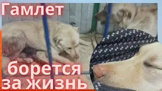 Дважды разорван сородичами  Спасение лабрадора