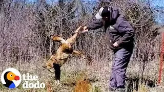 Coyote Waits Patiently For Guy To Free Him From Fence | The Dodo