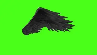 wing green screen||chrome key||wing||green screen||neon green screen