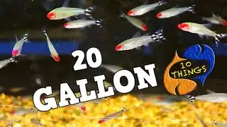 Top 10 fish 20 Gallon Aquariums