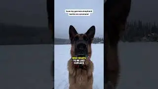 Can Baxter bark like a dangerous dog?😲