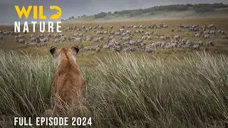 WILD SERENGETI | Rulers of Ndutu, Grumeti, and Olduvai 