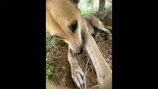 Hy Dog love you #shortvideo #puppy