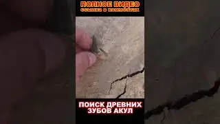 Ancient shark teeth | Древние зубы акул #shots #shark #paleontology