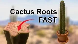 How To Root Cactus Cuttings FAST!