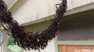 Army Ants Build Bridge to Invade Wasp Nest || ViralHog