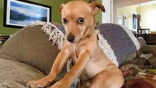 FUNNY PUPPIES that will make you LAUGH 😁 Funny Animals Videos 2024