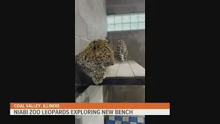 Amur leopard cubs enjoy a new feature in their Niabi enclosure