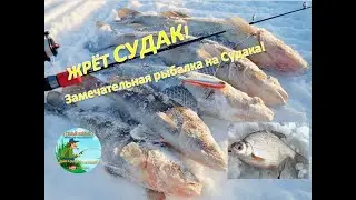 ЖРЁТ СУДАК! Замечательная рыбалка на Судака!