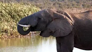 Panasonic GH5 6K photo test - Addo Elephant Park, South Africa