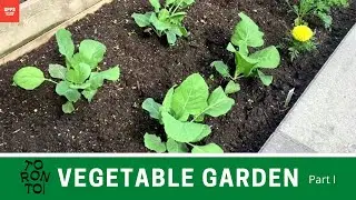 Backyard Vegetable Garden in Toronto - Part 1