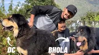 “BHOLA” & “DC”  Do Giant Gaddi dogs ek saath | Puppies hone waale h