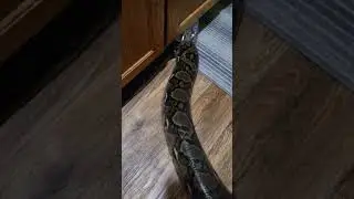 huge reticulated python