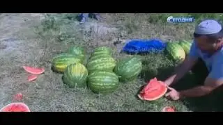 Бахчевой сезон открыт: как выбрать спелый арбуз и дыню