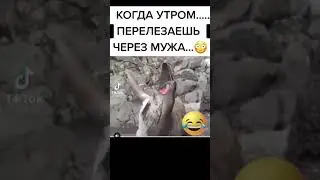 Пингвин и морж очень смешное видео
