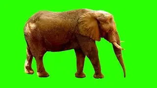 GFM - 4K/HD - Royalty Free Download - Elephant 2 - Green Screen - Overlay - Animation - 3D FX