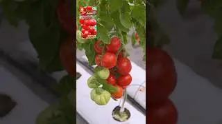 Ультраскороспелый гибрид! Томат нашей селекции ПЫШКА F1 🍅 #дача #сад #огород #семена #томаты