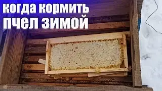 Секрет хорошей зимовки пчел. Когда 100% нужно кормить пчел зимой? Как зимовать без потерь на пасеке