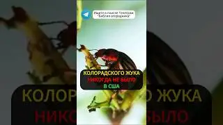 США - НЕ Родина Колорадского Жука! Он к нам пришел из.. #колорадскийжук #огород #картошка #вредители