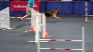 German Shepherd at the AKC Agility Invitational 2008