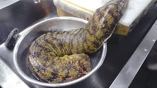 How to cook a giant live moray eel (the sea gang) ! Amazing Japanese style skill 