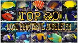 TOP 20 MOST BEAUTIFUL ANGELFISH