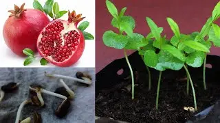 Grow Pomegranate Seeds Easy Way