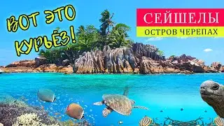 Вот это Курьез! Мы плывем на остров черепах. А по пути ныряем и смотрим на местную подводную фауну.