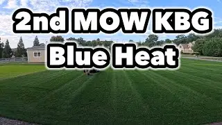 2nd Mow GCI Turf Blue Heat Kentucky Bluegrass Fertilizer Application