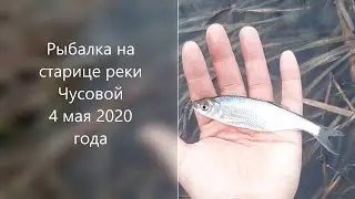 Река Чусовая. Старица. Раскуиха.  Отчет о рыбалке 4 мая 2020 года.