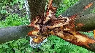 СПАСАЮ САД ОТ ЧЕРНОГО РАКА