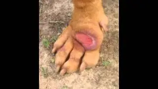 Lick Granuloma and K Laser