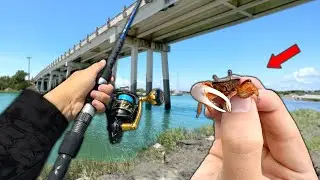 Finding BAIT under ROCKS and Fishing with it!