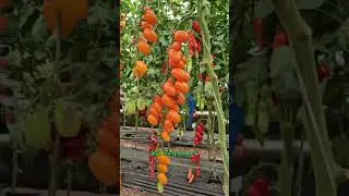 Сорт черри для консервирования. Очень урожайный сорт черри для теплиц.