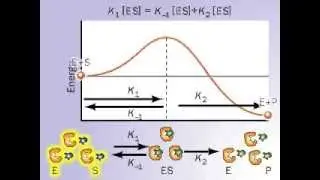 Dissociation Rate | Dissociation constant