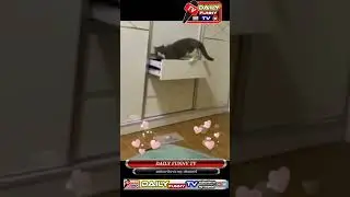 🐈Funny new cute cats short videos🐈