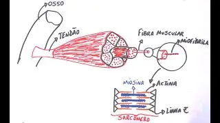 Contração Muscular - Resumo Professor Gustavo Schmidt